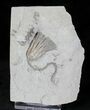 Nicely Detailed Sarocrinus Crinoid - Crawfordsville, Indiana #19996-1